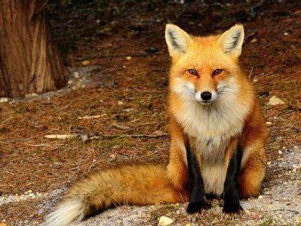 小狐狸手指操视频,轻松学跳趣味手指舞